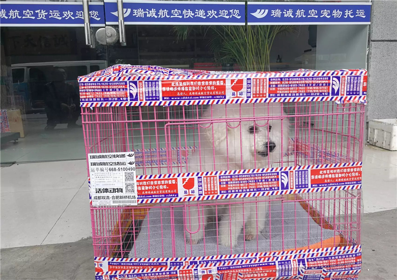 成都宠物泰迪犬航空托运