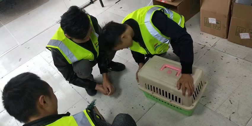 成都宠物托运，宠物航空托运