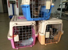 成都至昆明的宠物托运