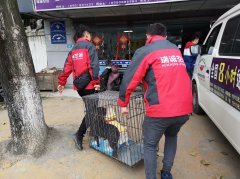 宠物如何办理空运呢