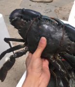 螃蟹空运，鲜活空运6小时极速达