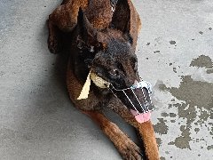 马犬航空托运的打包过程分享