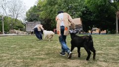 【成都麓客岛——动物专车运输】